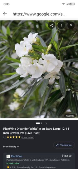 Oleander plants