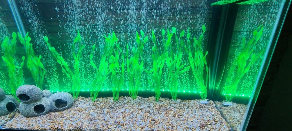 Fish Tank