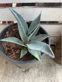 Home plant
