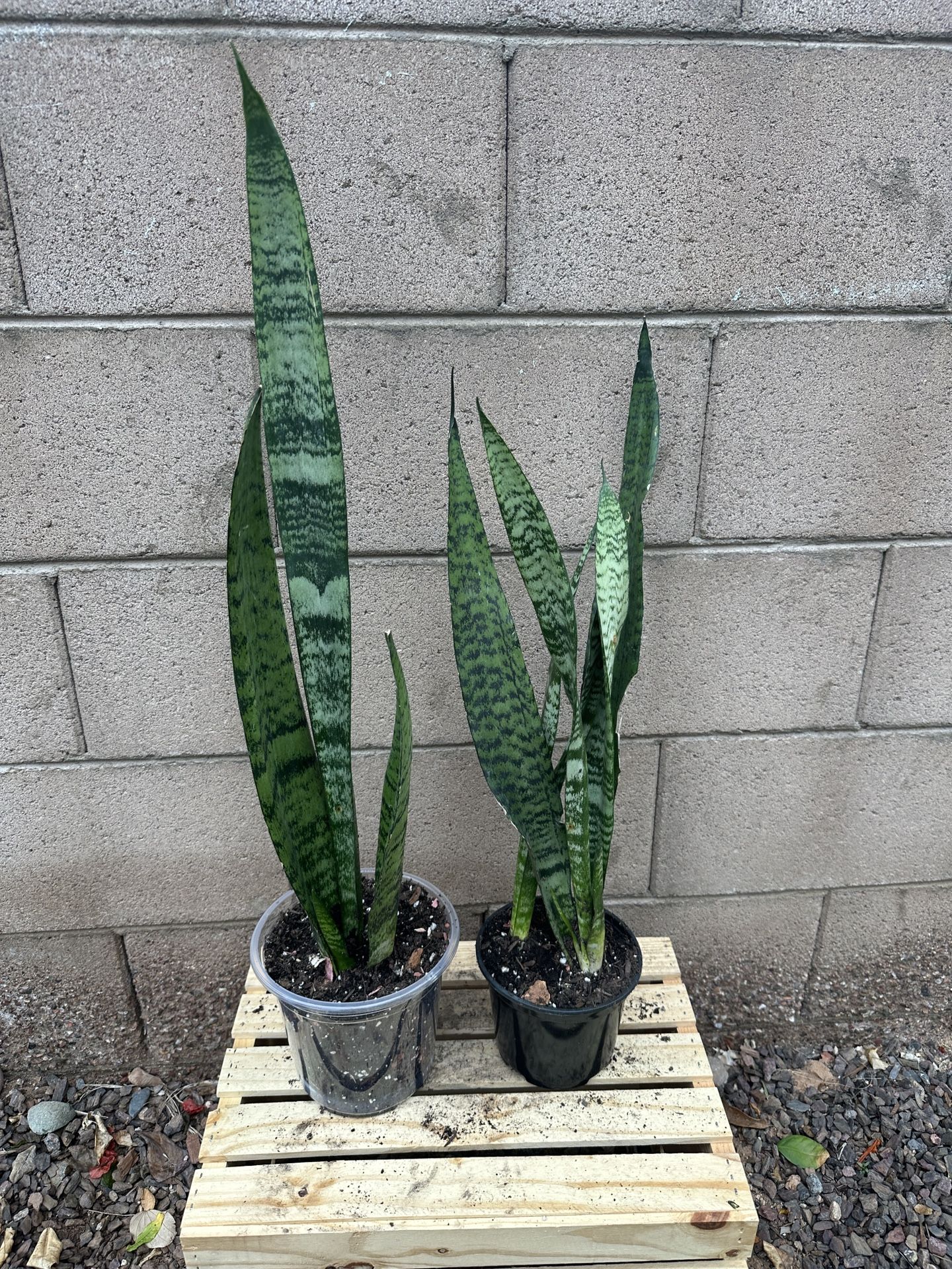 Snake Plant Tall trifasciata - Live Plant