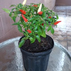 🔥Ring Of Fire Peppers🔥