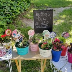 Plants arrangement For Mother's Day 
