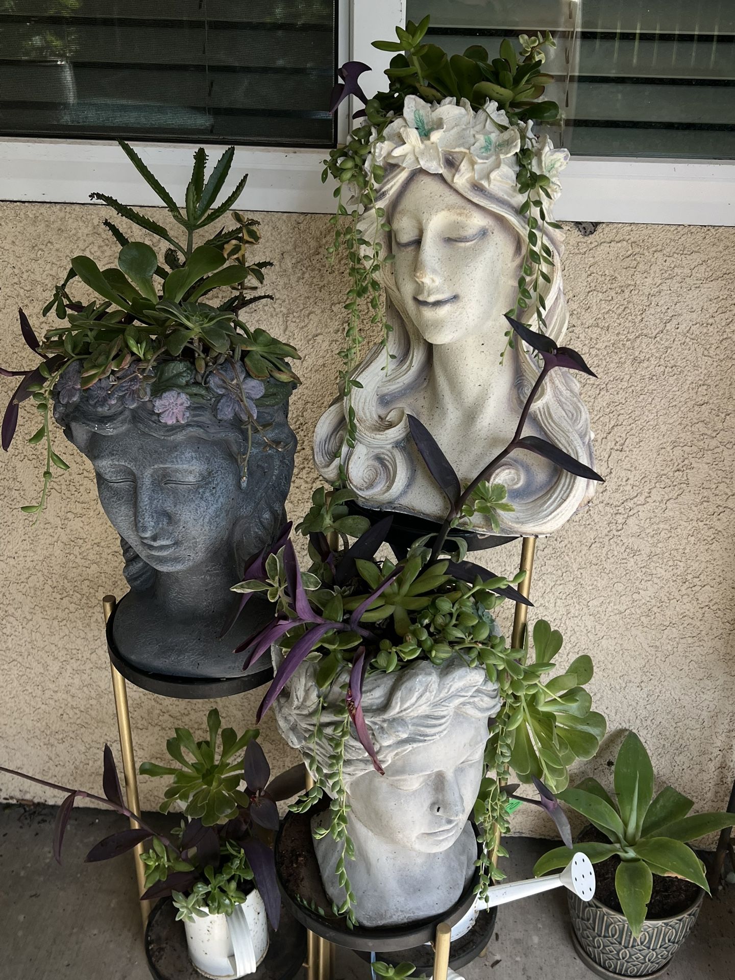 Large Succulent Heads