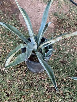 Almost Too many great deals on sale plants