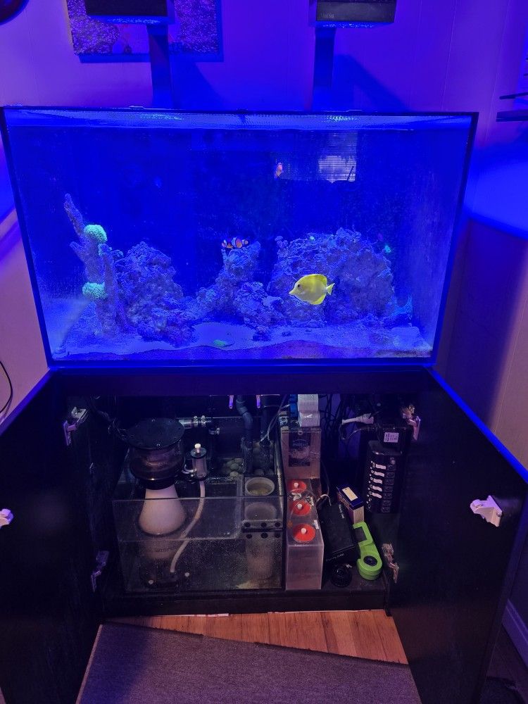 fish tank aquarium