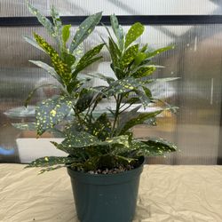 Croton Plant 🪴 6” Pot 