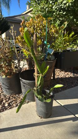Dragon fruit