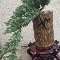 Bonsai Cascade Style Japanese Garden Juniper $65 Each