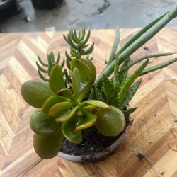 Planta de decierto