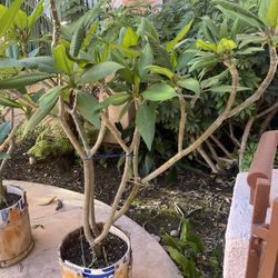 Plumeria