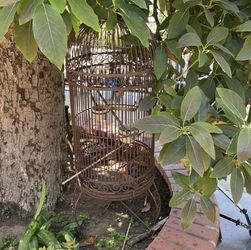 Bird Cage
