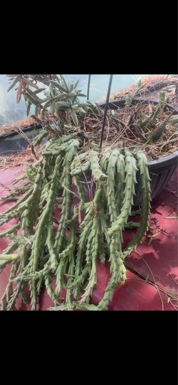 Plants