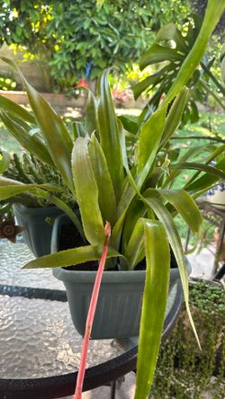 Planta exótica