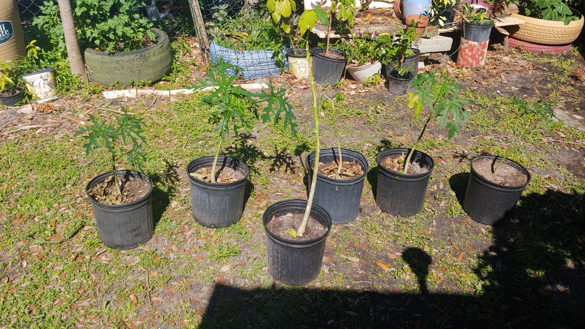 Papaya tree for Sale in Orlando, FL OfferUp