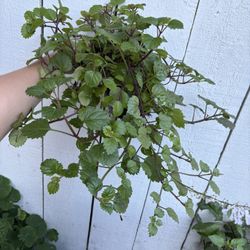 Hanging plant