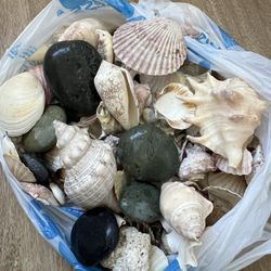 Seashells With Stones Price For All 
