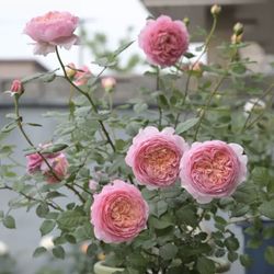 Rare Chinese Rose plant- 【Peach Blush】taoran