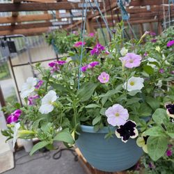 🌸 Mother’s Day Hanging Baskets Are Ready! 🌸