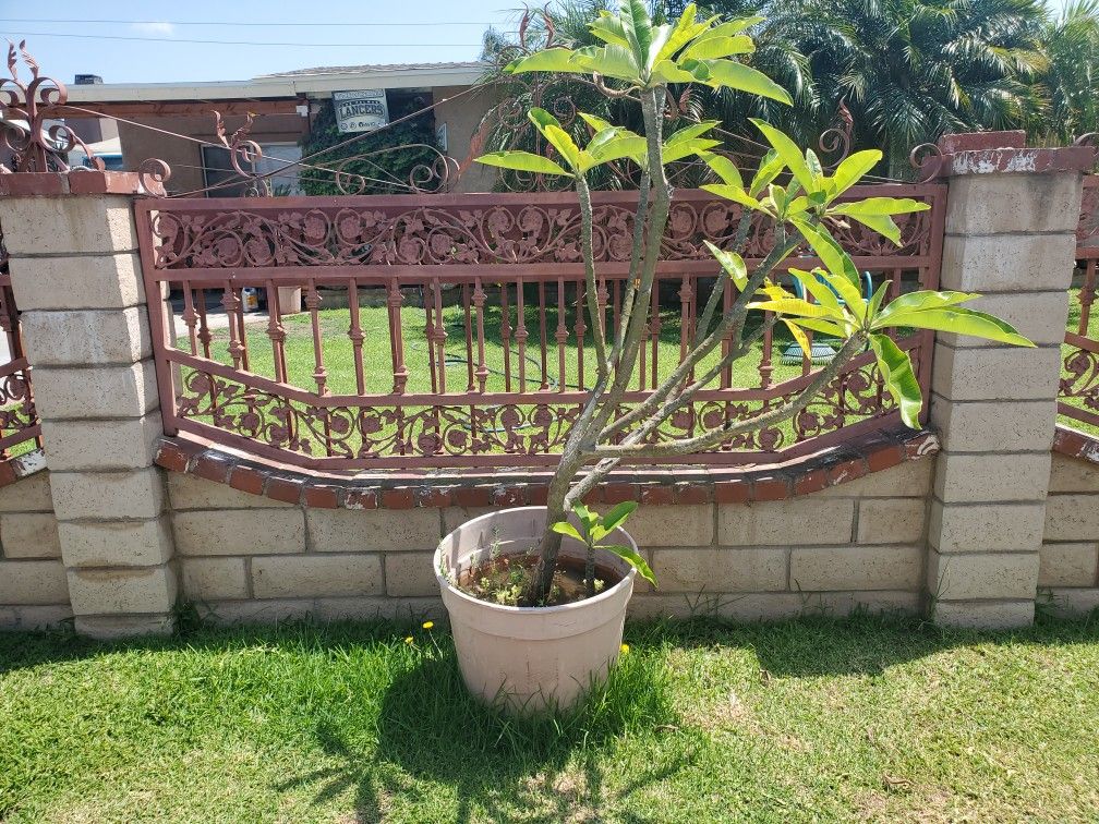 2 Plumeria Alba Plants White