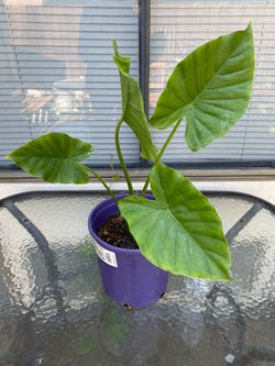 Alocasia Odora, Planta 🪴 Natural