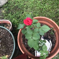 Red Rose Plant In A Terracotta Pot
