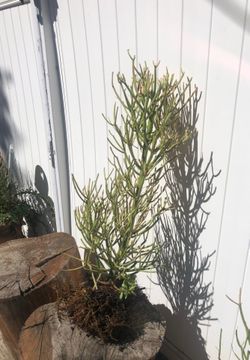 Desert plant