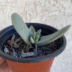 4 Inch Pot Succulent Plant - Crassula Falcata Perfoliata - Propeller Plant - Red Treasure - Rooted & Established - Drought Resistant 🪴