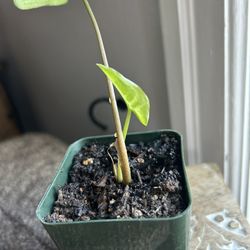 White Butterfly Arrowhead Plant