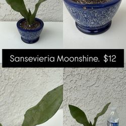 Sansevieria Moonshine 