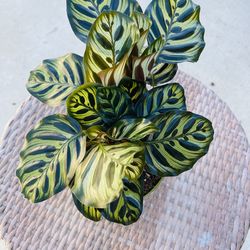 Calathea Makoyana plants