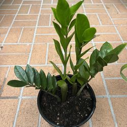 Zz (Zamioculcas zamiifolia) Plant 🪴 