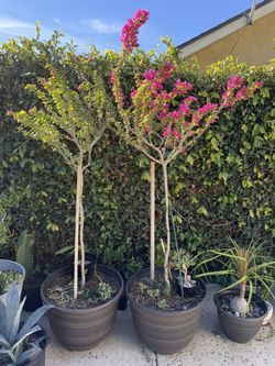 Bougainvillea trees