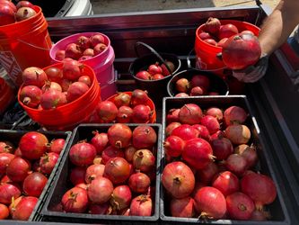 Organic Pomegranates