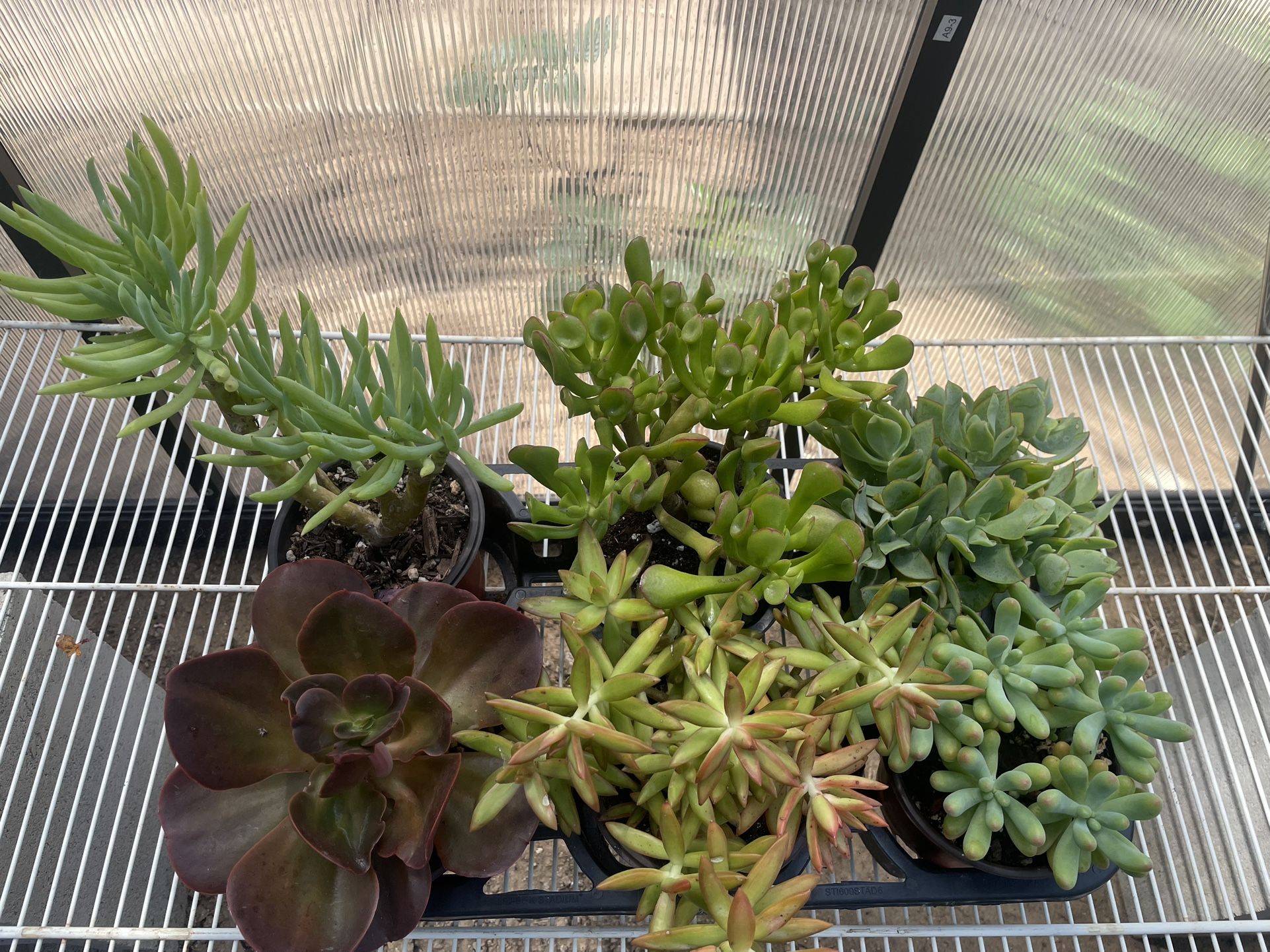 Succulent Plants