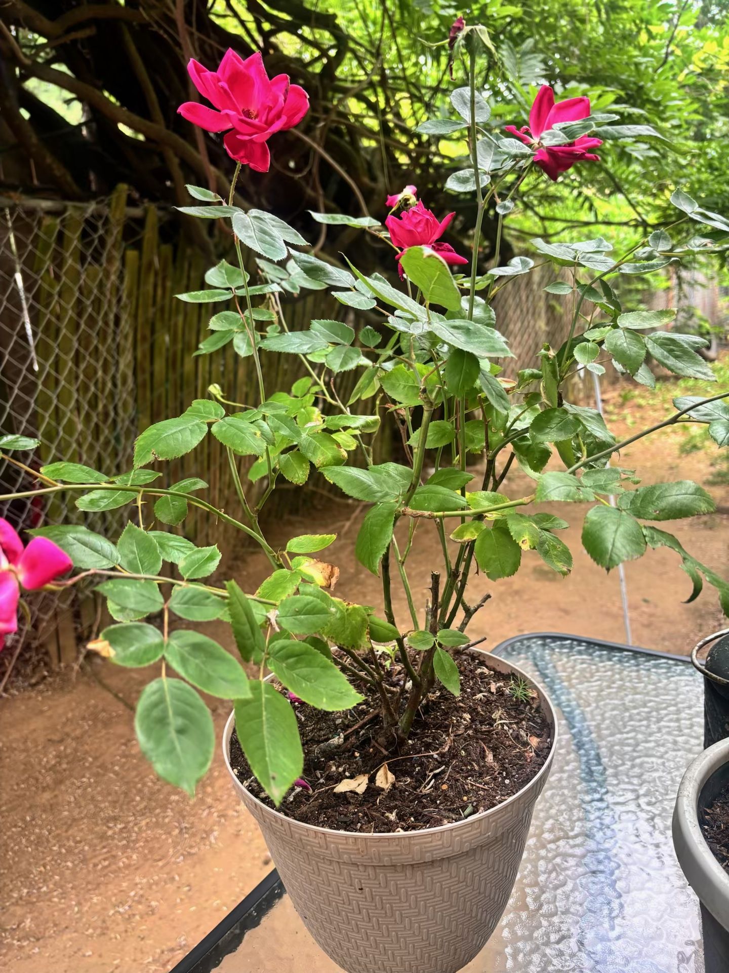 Rosal 23$