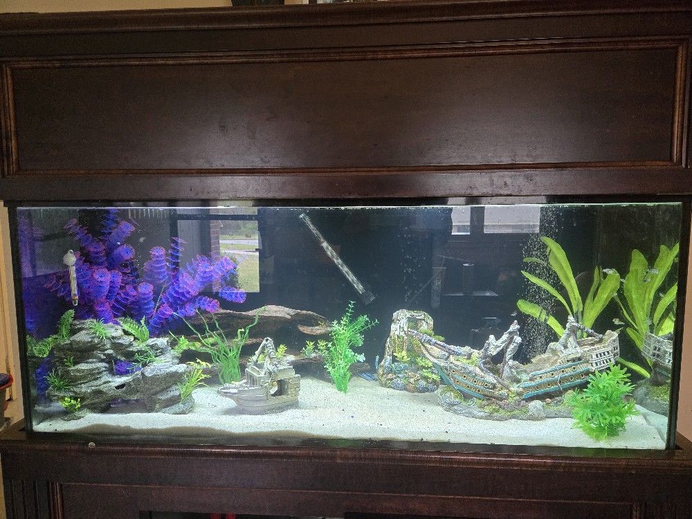 75 Gallon Fish Tank