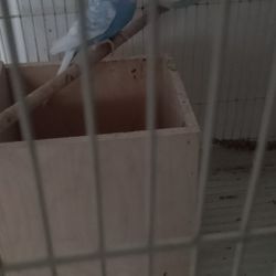 CAGE ( READ DESCRIPTION)