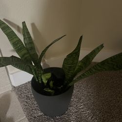 Various Plants For Sale 