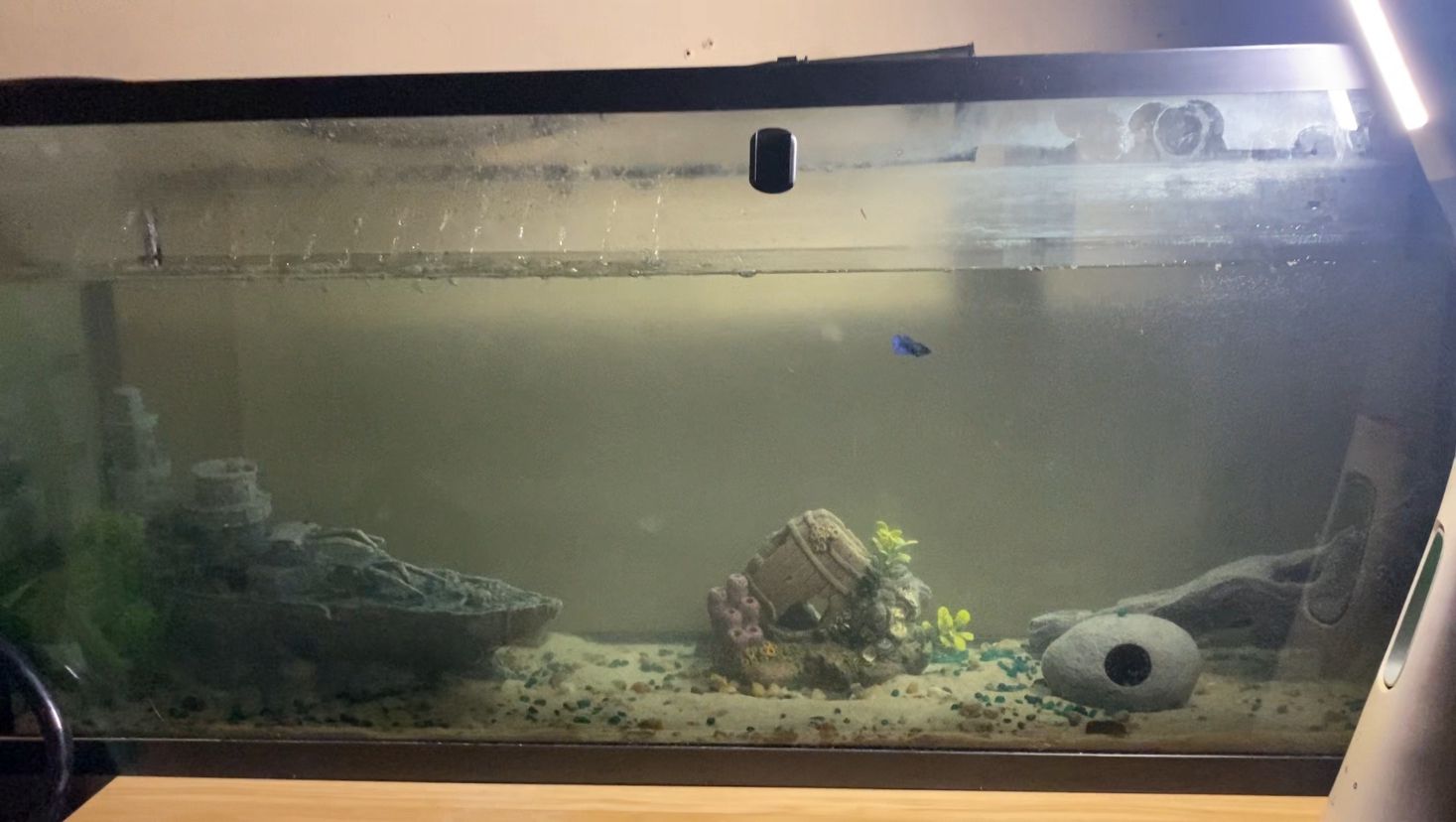 55 Gallon Aquarian