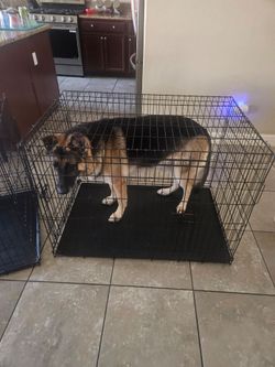 XL dog kennels