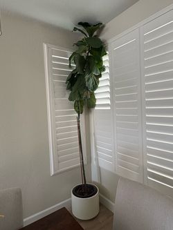 Fiddle Fig Leaf Potted Houseplant