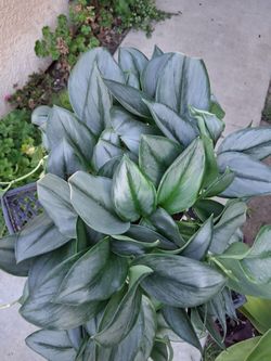 Scindapsus Treubii Moonlight Plant $45