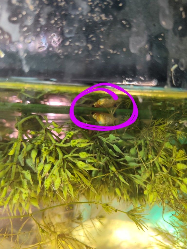 Juvenile Gold Dust Mollies 