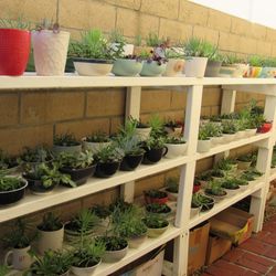 Succulents ( Read Details)