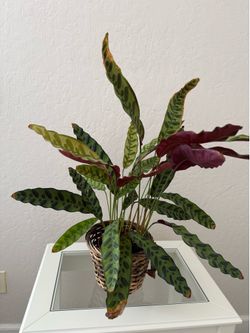 Rattlesnake Indoor Plant