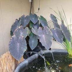 Rare Taro/Elephant Ear Plant Pups