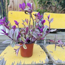 Pot Of Tradescantias 