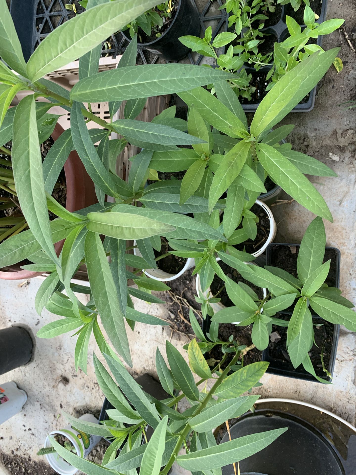 Milkweed for Monarch Caterpillars