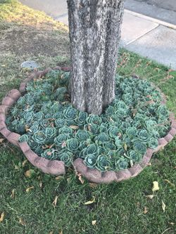 Succulent flower 🌺