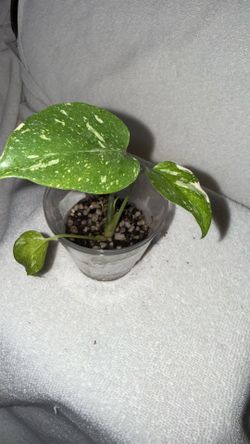 Plants